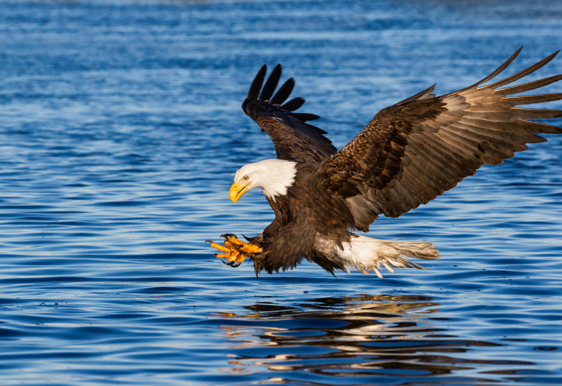 Bald eagle near Fort Lupton Colorado